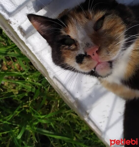 Tekir Kedi, Kedi  Zümrüt fotoğrafı