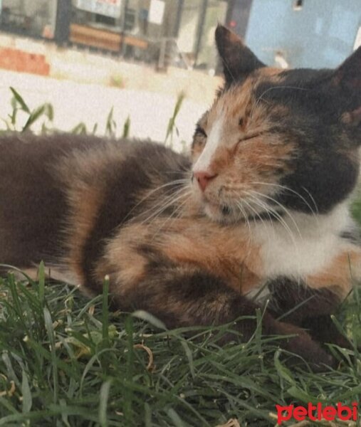 Tekir Kedi, Kedi  Zümrüt fotoğrafı