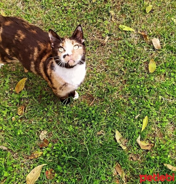 Tekir Kedi, Kedi  Zümrüt fotoğrafı