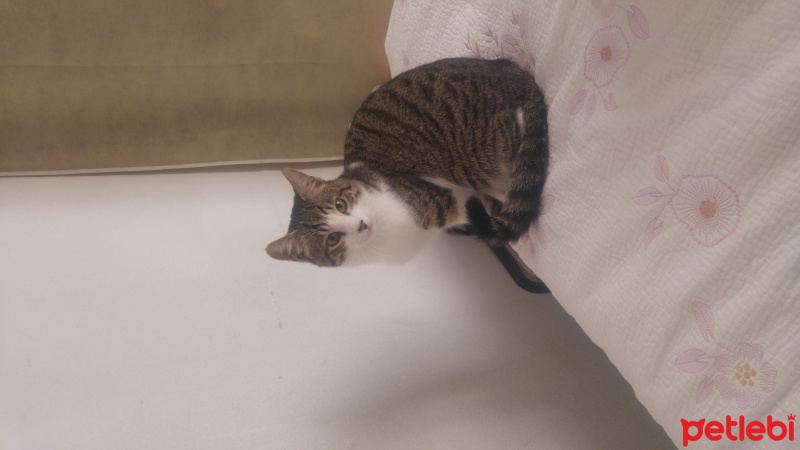 Tekir Kedi, Kedi  Fındık fotoğrafı