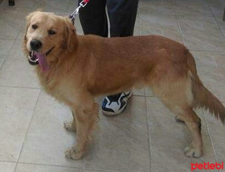 Golden Retriever, Köpek  Badi fotoğrafı
