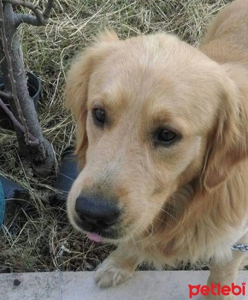 Golden Retriever, Köpek  Badi fotoğrafı