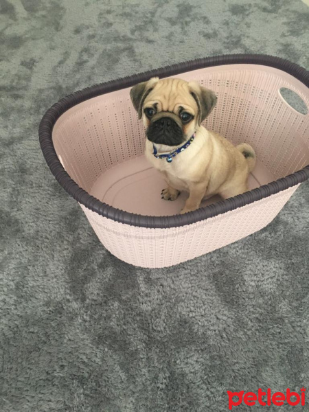Pug, Köpek  Ares fotoğrafı