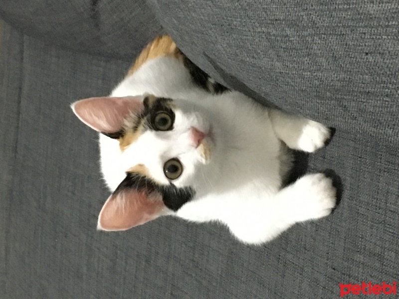 Van Kedisi, Kedi  Fıstık fotoğrafı