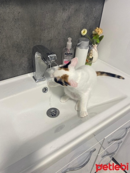 Van Kedisi, Kedi  Fıstık fotoğrafı