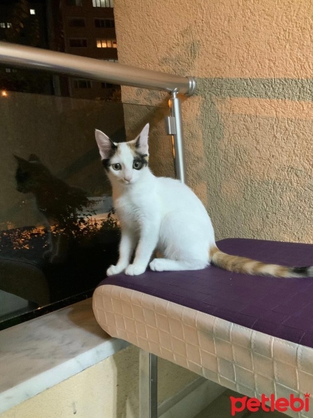 Van Kedisi, Kedi  Fıstık fotoğrafı
