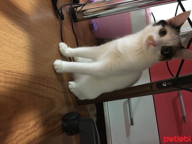 Van Kedisi, Kedi  Fıstık fotoğrafı