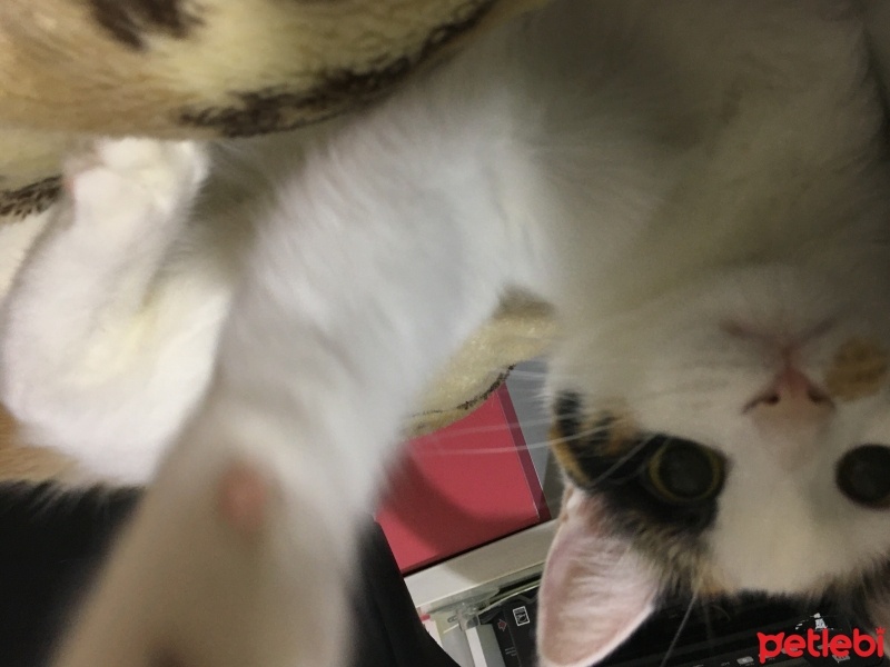 Van Kedisi, Kedi  Fıstık fotoğrafı