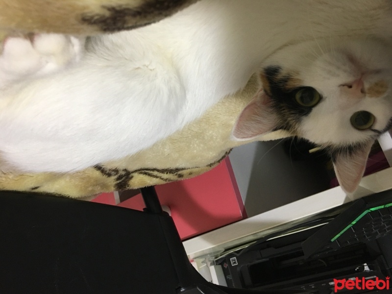 Van Kedisi, Kedi  Fıstık fotoğrafı