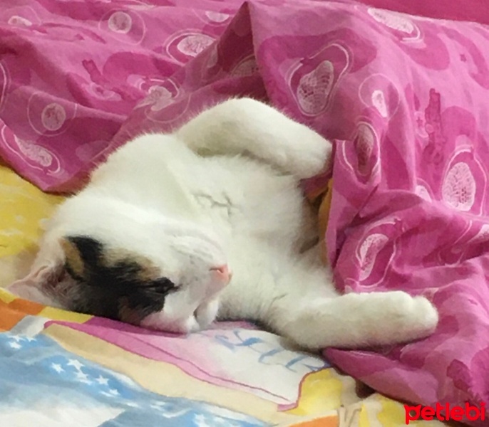 Van Kedisi, Kedi  Fıstık fotoğrafı