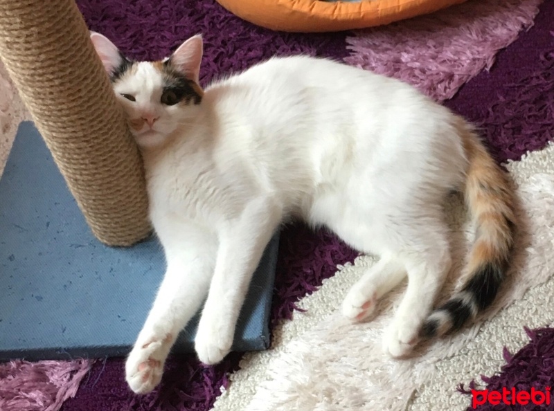 Van Kedisi, Kedi  Fıstık fotoğrafı