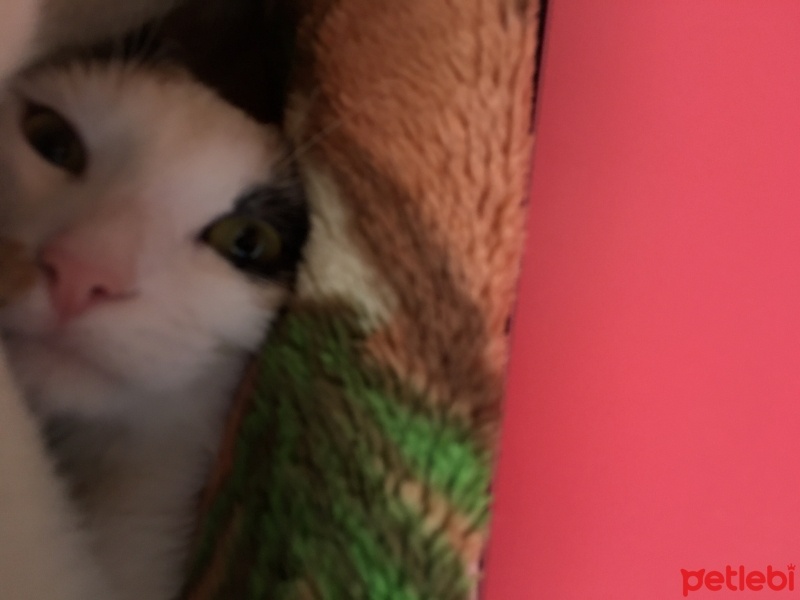 Van Kedisi, Kedi  Fıstık fotoğrafı