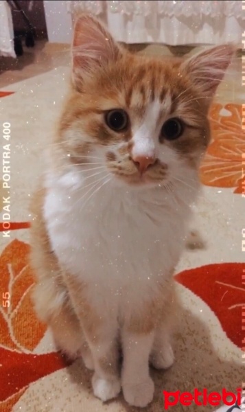 Van Kedisi, Kedi  Fıstık fotoğrafı
