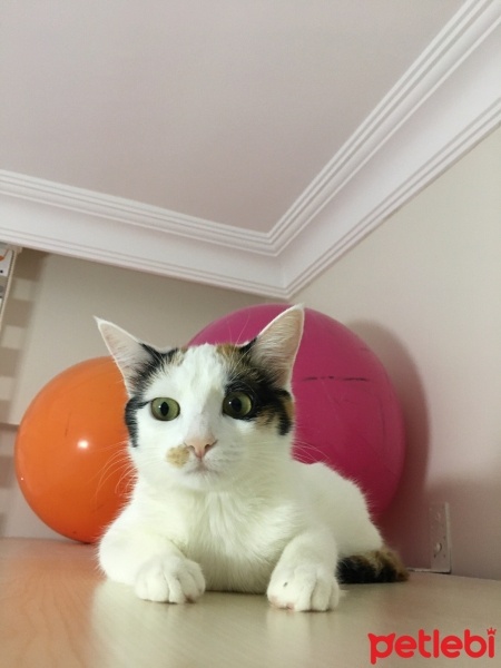 Van Kedisi, Kedi  Fıstık fotoğrafı