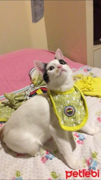 Van Kedisi, Kedi  Fıstık fotoğrafı