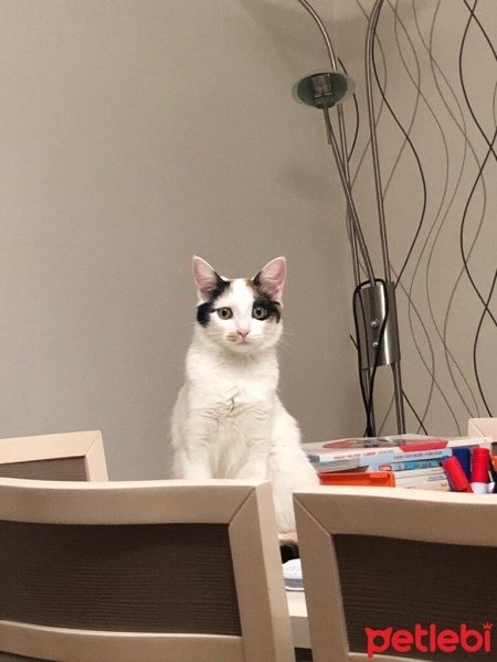 Van Kedisi, Kedi  Fıstık fotoğrafı