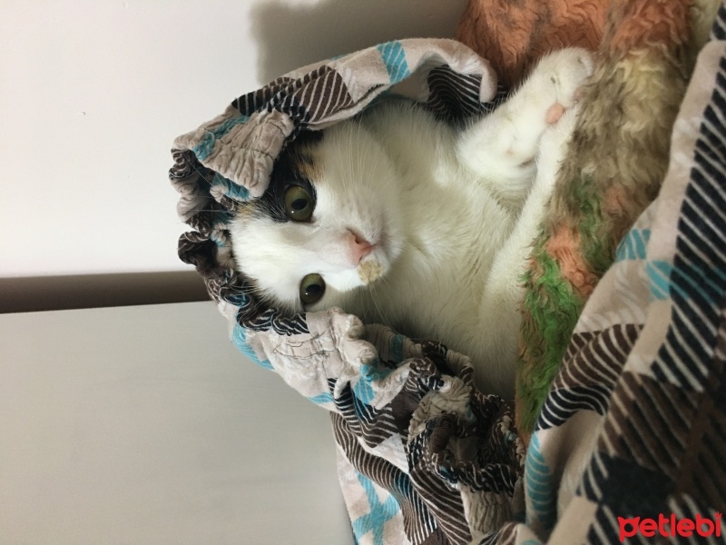 Van Kedisi, Kedi  Fıstık fotoğrafı
