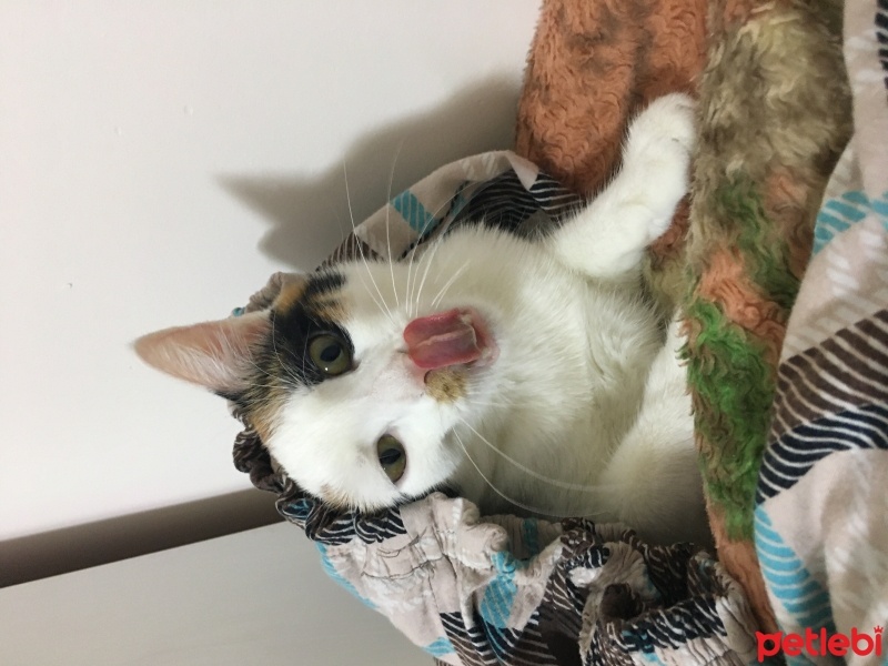 Van Kedisi, Kedi  Fıstık fotoğrafı