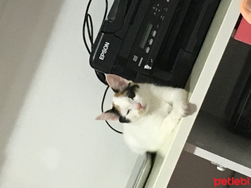 Van Kedisi, Kedi  Fıstık fotoğrafı