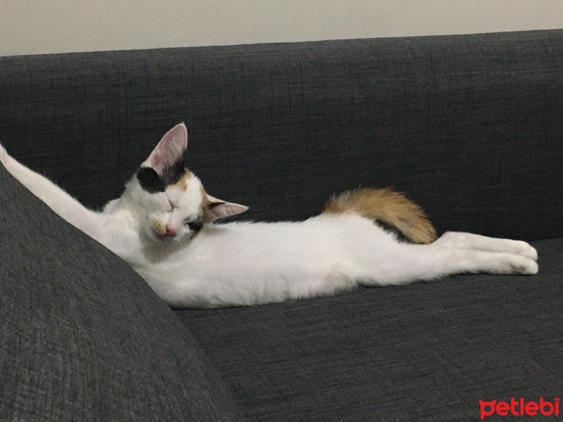 Van Kedisi, Kedi  Fıstık fotoğrafı