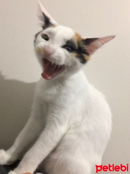 Van Kedisi, Kedi  Fıstık fotoğrafı
