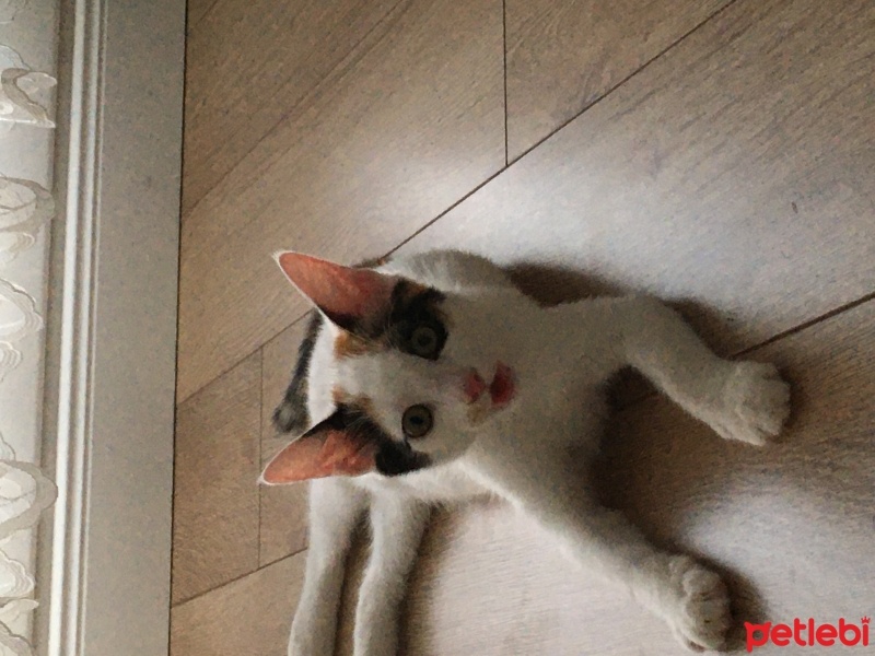 Van Kedisi, Kedi  Fıstık fotoğrafı