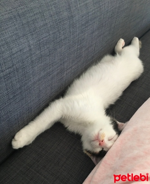 Van Kedisi, Kedi  Fıstık fotoğrafı