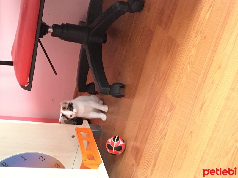 Van Kedisi, Kedi  Fıstık fotoğrafı