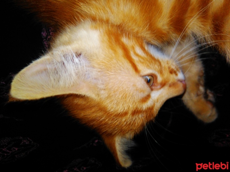 Tekir Kedi, Kedi  Karamel fotoğrafı