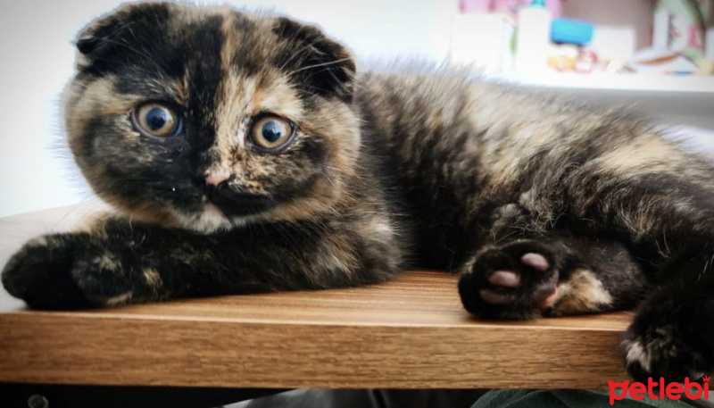 Scottish Fold, Kedi  Yoda fotoğrafı