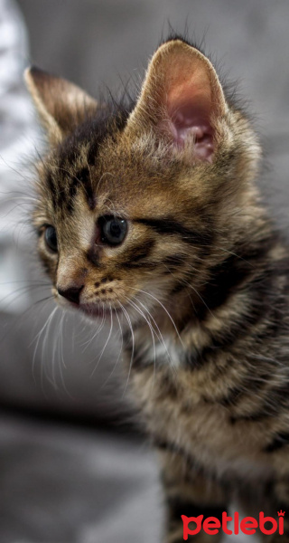 Tekir Kedi, Kedi  Solana fotoğrafı