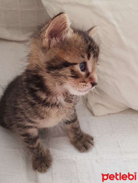 Tekir Kedi, Kedi  Solana fotoğrafı