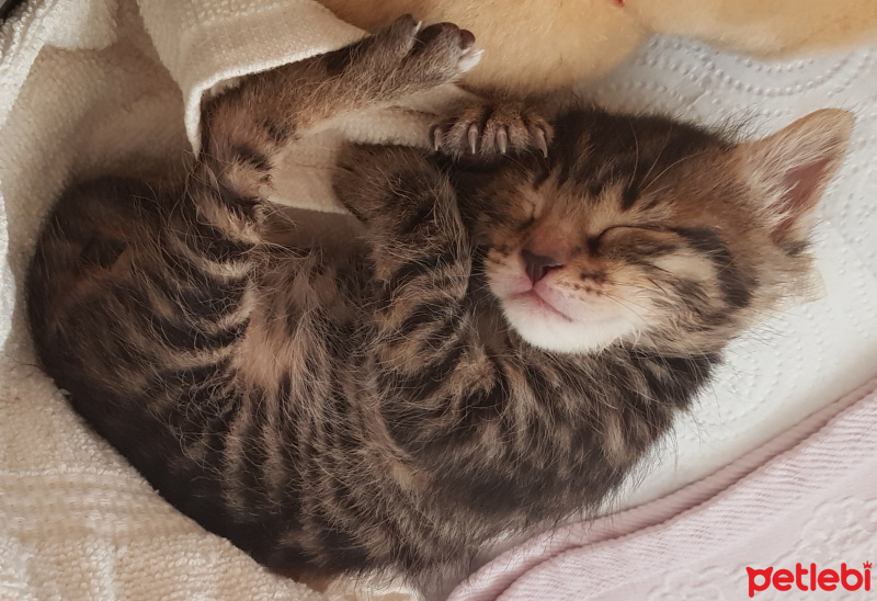 Tekir Kedi, Kedi  Solana fotoğrafı