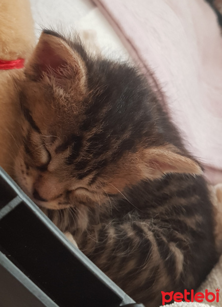 Tekir Kedi, Kedi  Solana fotoğrafı