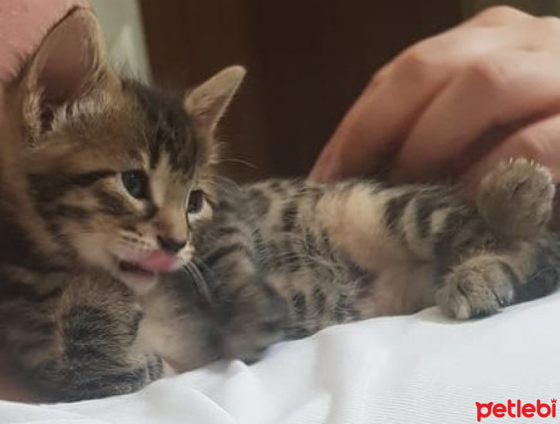 Tekir Kedi, Kedi  Solana fotoğrafı