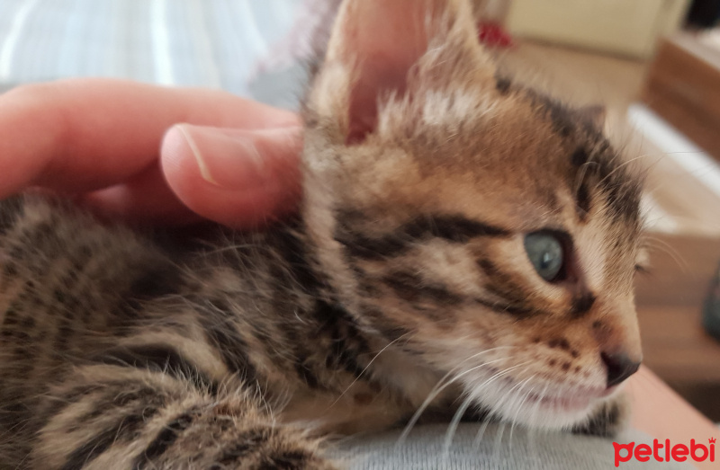 Tekir Kedi, Kedi  Solana fotoğrafı