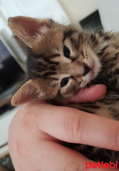 Tekir Kedi, Kedi  Solana fotoğrafı