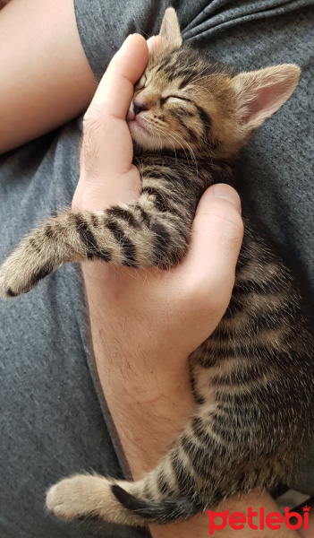 Tekir Kedi, Kedi  Solana fotoğrafı