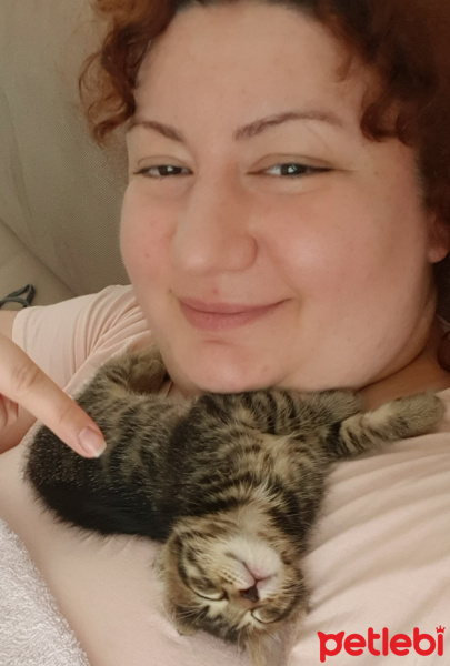 Tekir Kedi, Kedi  Solana fotoğrafı