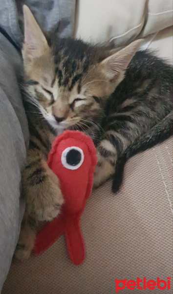 Tekir Kedi, Kedi  Solana fotoğrafı