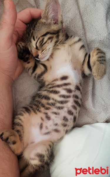 Tekir Kedi, Kedi  Solana fotoğrafı