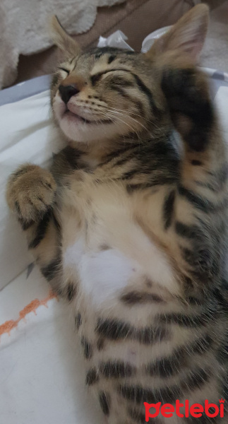 Tekir Kedi, Kedi  Solana fotoğrafı