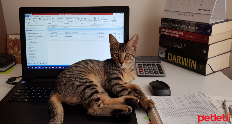 Tekir Kedi, Kedi  Solana fotoğrafı