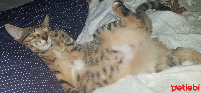 Tekir Kedi, Kedi  Solana fotoğrafı