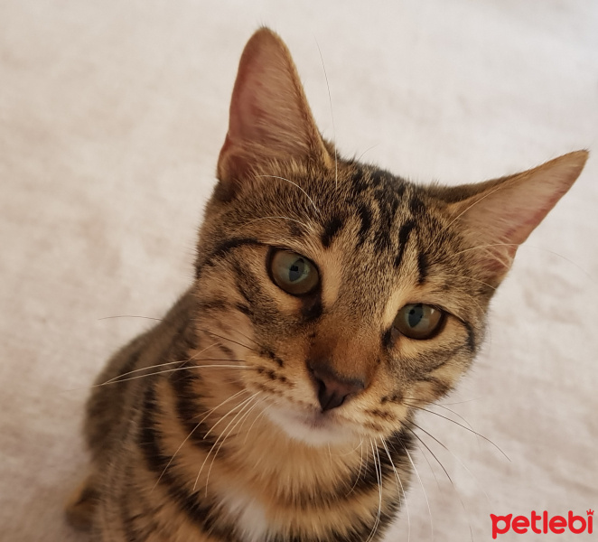 Tekir Kedi, Kedi  Solana fotoğrafı