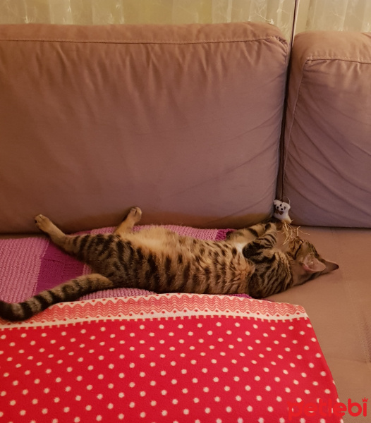 Tekir Kedi, Kedi  Solana fotoğrafı