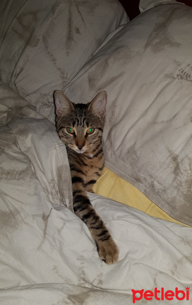 Tekir Kedi, Kedi  Solana fotoğrafı