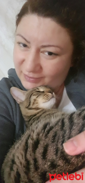 Tekir Kedi, Kedi  Solana fotoğrafı