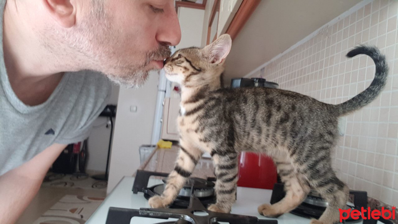 Tekir Kedi, Kedi  Solana fotoğrafı