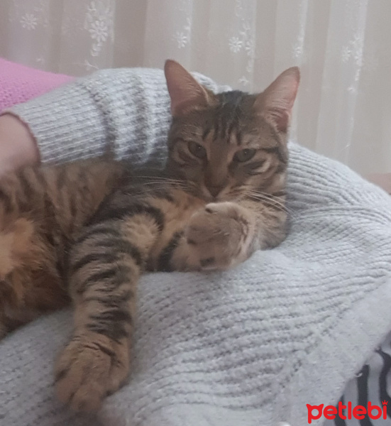 Tekir Kedi, Kedi  Solana fotoğrafı